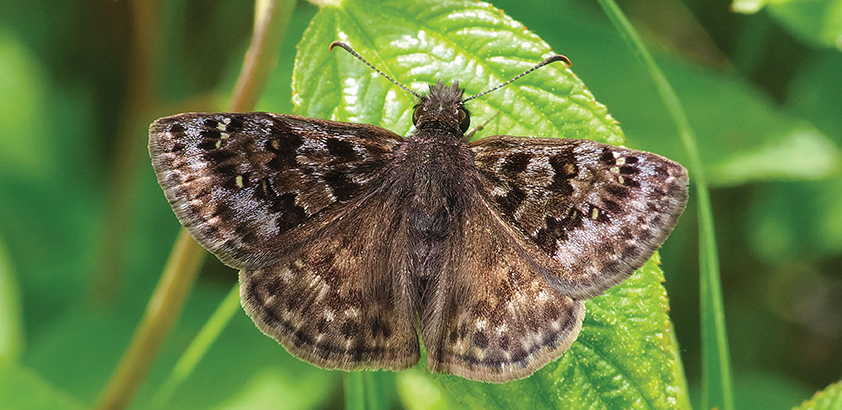 Mottled-Duskywing-Full-By-Rick-Cavasin